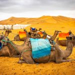 Discover Morocco: A Journey Through History, Culture, and Adventure